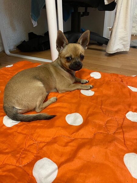 Pui Chihuahua