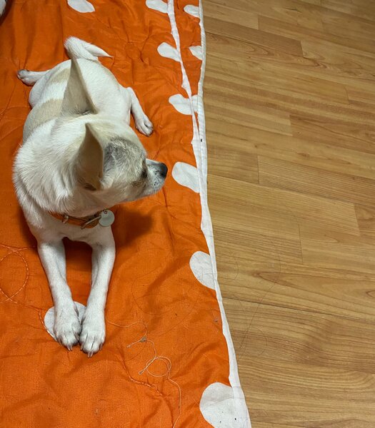 Pui Chihuahua