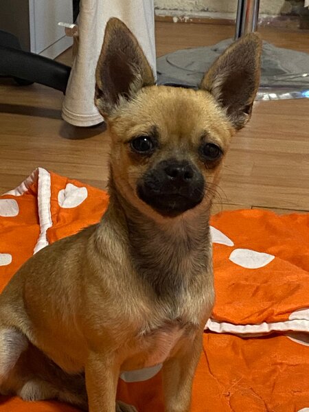 Pui Chihuahua