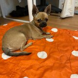 Pui Chihuahua